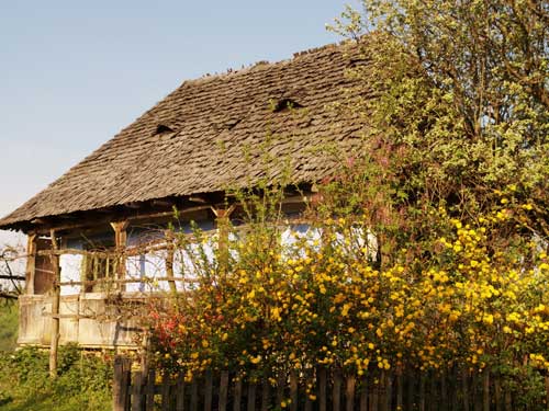 Foto In lumea florilor din Berchezoaia (c) Petru Goja